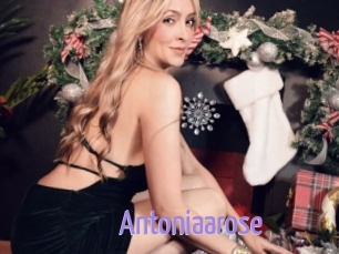 Antoniaarose