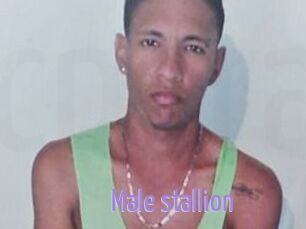 Male_stallion