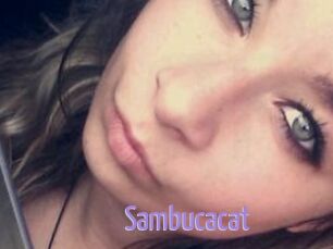 Sambucacat